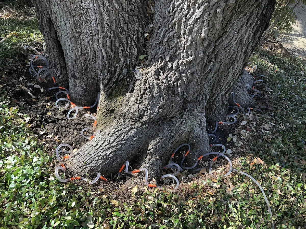Detailed Tree Cabling and Bracing job site in Dauphin Island