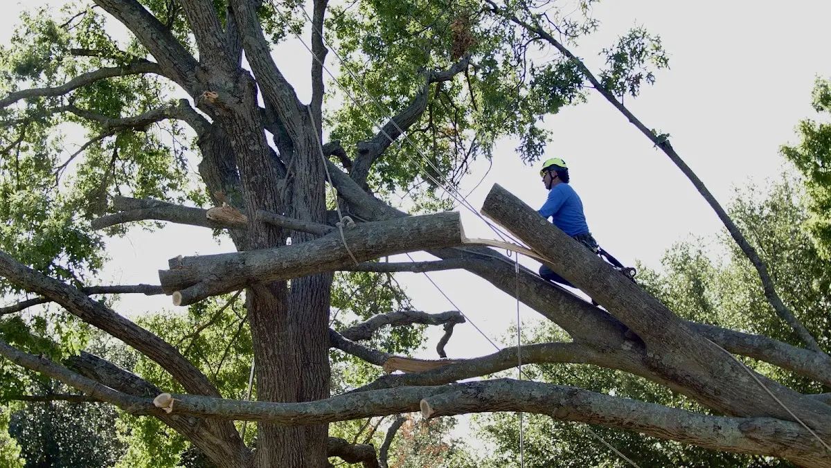 Professional Crown Thinning performed by certified arborists in Dauphin Island