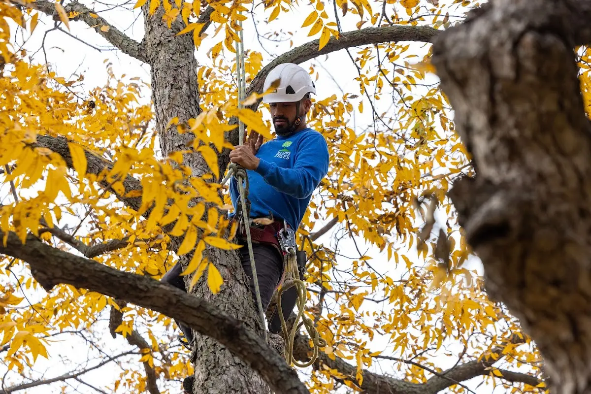 Skilled Tree Pruning crew working in Dauphin Island